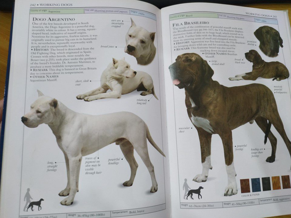 Dogs của David Alderton: Cuốn cẩm nang chất lượng về các giống chó - Dogs