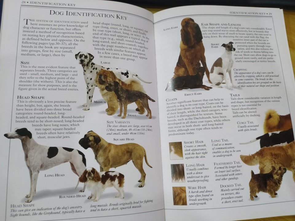 Dogs của David Alderton: Cuốn cẩm nang chất lượng về các giống chó - Dogs