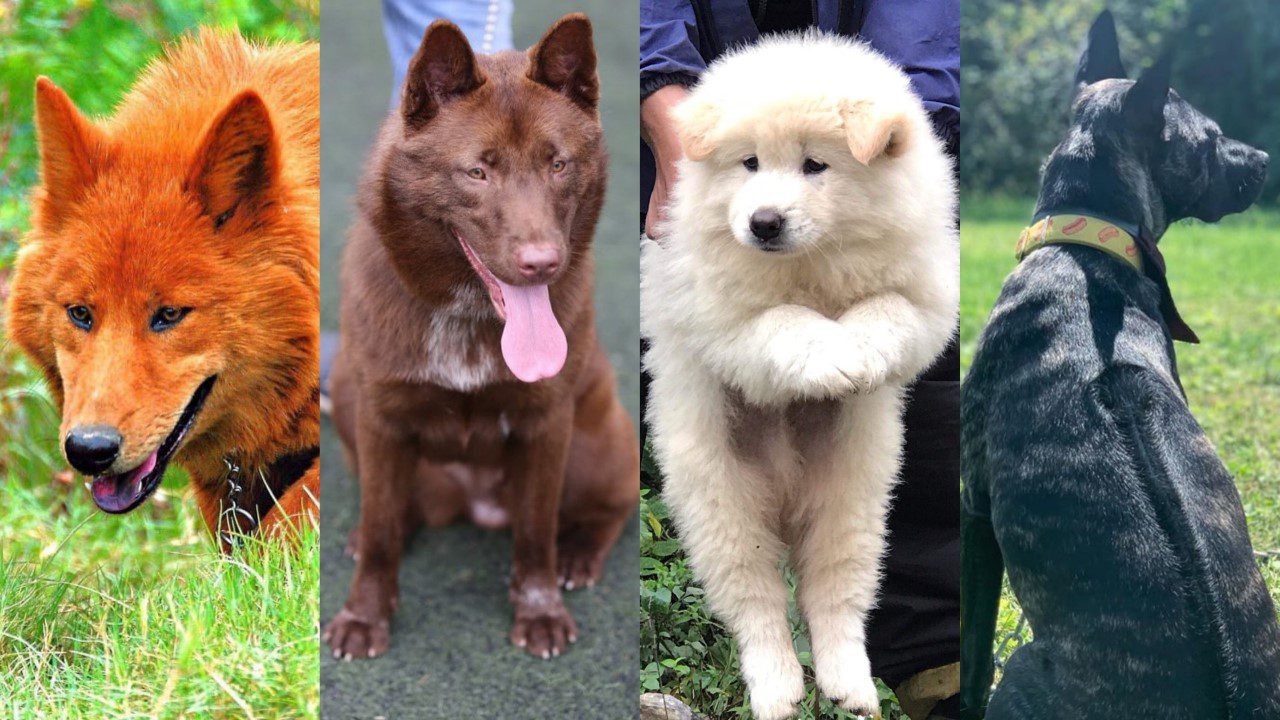 Tứ Đại Danh Khuyển Việt Nam: 4 giống chó thuần Việt quý hiếm mà ít người biết