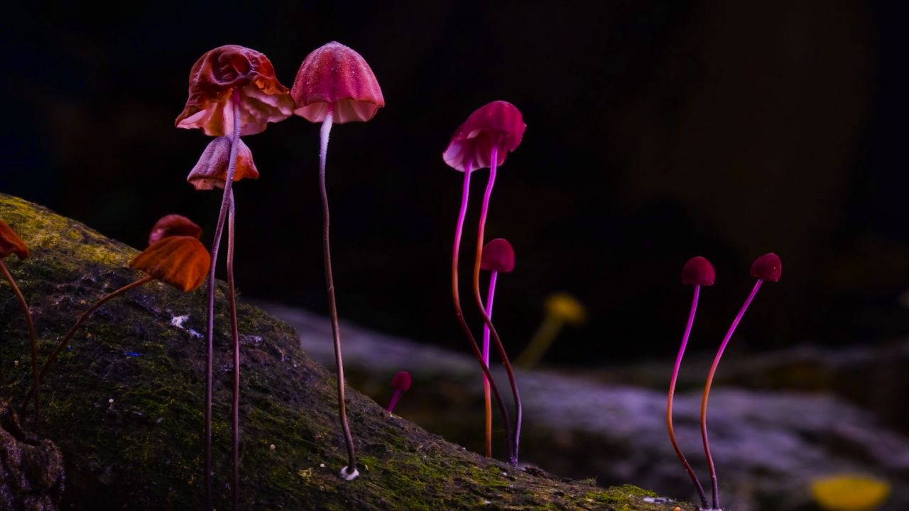 Fantastic Fungi: Nấm là niềm hy vọng mới cho thế giới - Fantastic Fungi