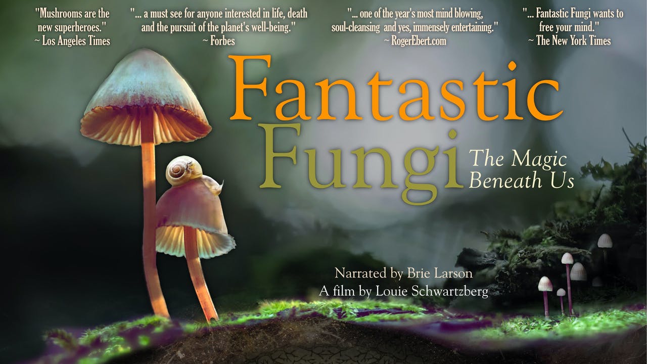 Fantastic Fungi: Nấm là niềm hy vọng mới cho thế giới -