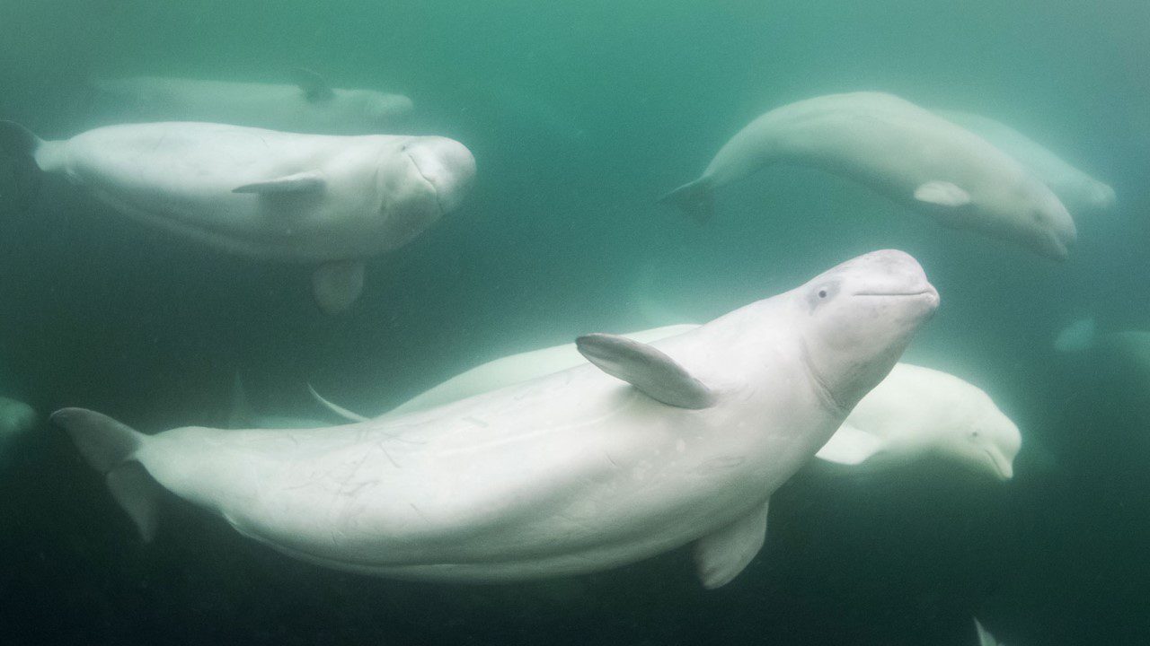 Beluga_Whale_Snorkeling