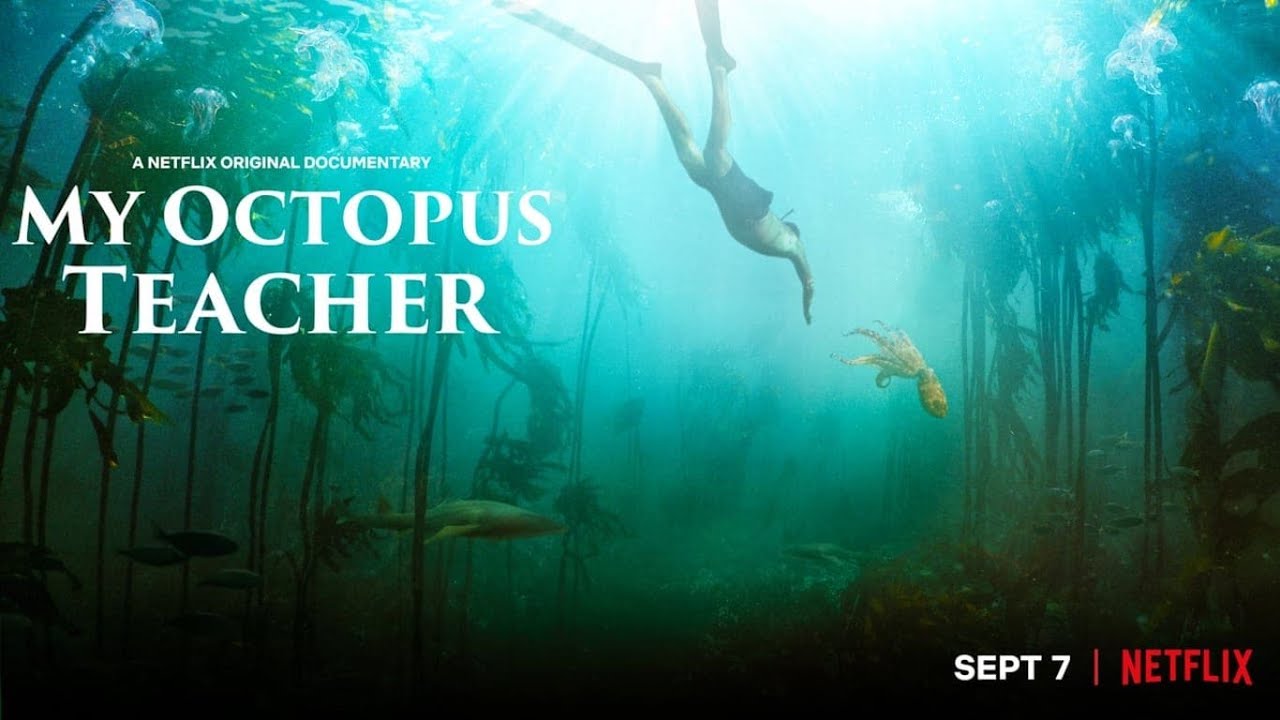 My-Octopus-Teacher-Nature-Documentary