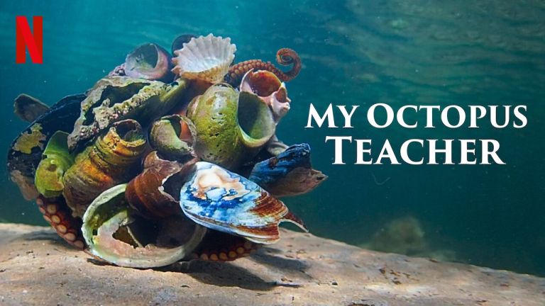 My-octopus-teacher
