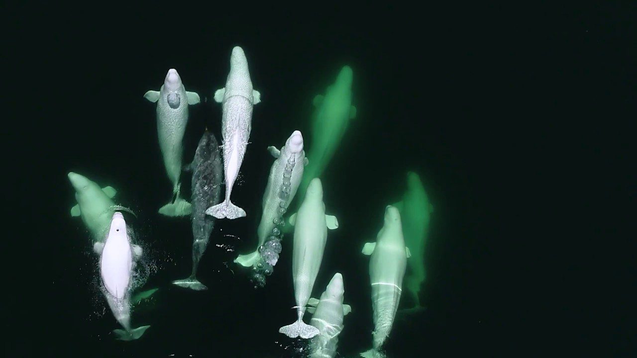 beluga-whale-and-narwhal