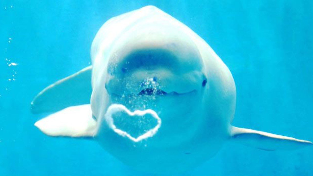 beluga-whale-heart-bubbles