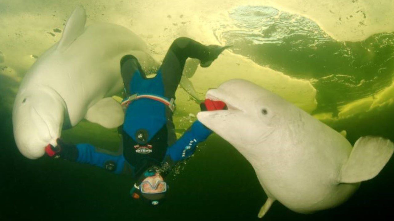beluga-whale-love-human