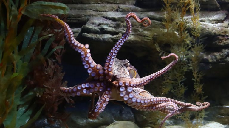 octopus