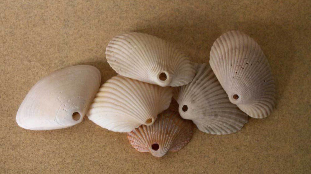 shells-with-a-smooth-round-hole-by-octopus