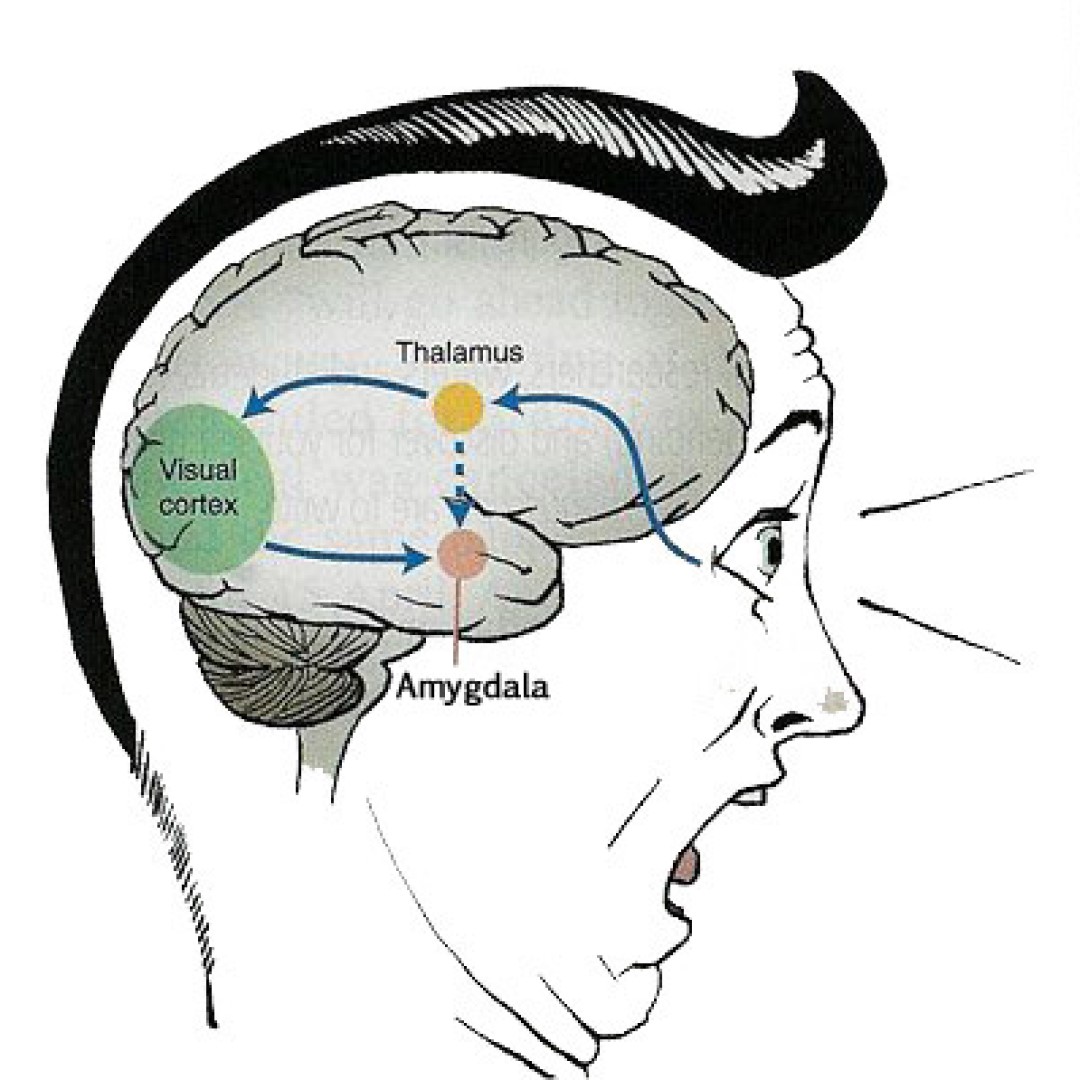 amygdala-stimulation